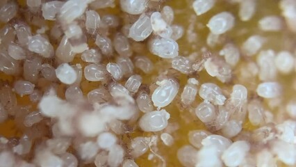 Microscope View of Flour mite (acari) Acarus sp. , family Acaridae. The pest damages: grain, dried fruits and vegetables, cheese, flour products.