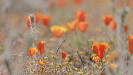 Close up view of California Poppy flowers in wildflower meadow. Selective focus.