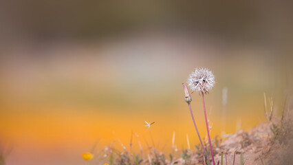 Close up view of Dandelion flower with shallow depth of field.