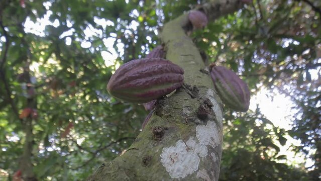 Group of red cocoa fruits hanging from a tree. Chocolate farm. Cocoa pods growing on the tree in a cocoa plantation in Chuao