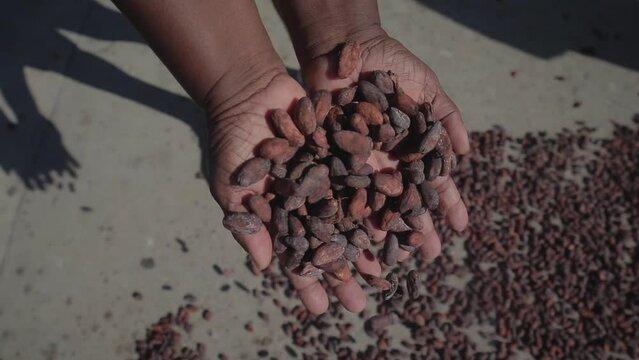 Dried natural cocoa beans falling from the hands of a black person. Cocoa farm in the town of Chuao, Venezuela. Slow motion cinematic shot