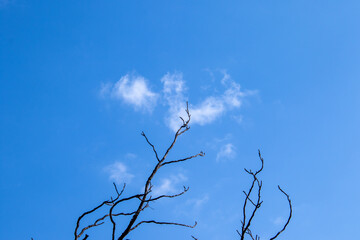 A small cloud bird perched at the top of a dry tree isolated against a clear blue sky