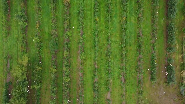 Arial: Apple field with free range chickens from above.