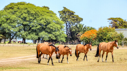Gauchos Ranch, Montevideo, Uruguay