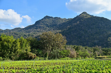 Fototapeta na wymiar Lettuce Farm with Mountain View in Countryside of Thailand