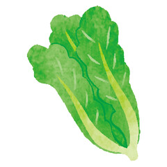 葉野菜　手描き　イラスト