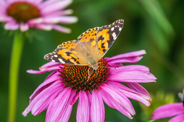 Beautiful butterfly painted lady or Vanessa cardui sitting on purple Echinacea flower in the summer. Close up. Macro.