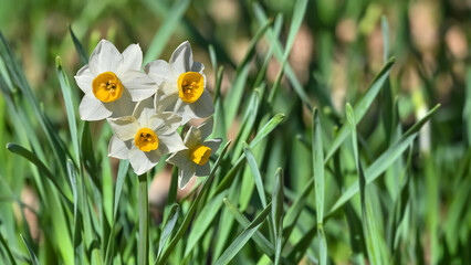 水仙の花(Narcissus)　