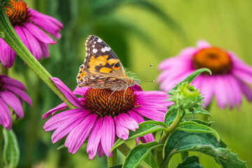 Beautiful butterfly painted lady or Vanessa cardui sitting on purple Echinacea flower in the summer. Close up. Macro.