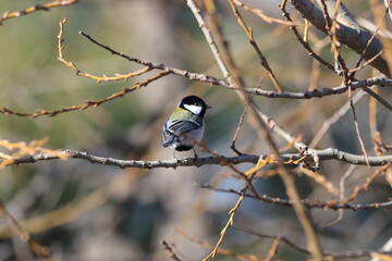 Naklejka premium シジュウカラの休日