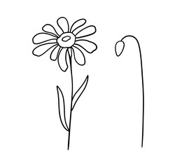 Hand drawn flower daisy. Vector outline wildflowers sketch. Line art doodle isolated on white background