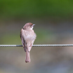 Eastern phoebe sitting on a steel wire rope.C and O Canal National Historical Park.Maryland.USA