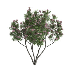 3d illustration of pink dawn tree isolated on white background