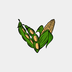 soybean and corn illustration vector