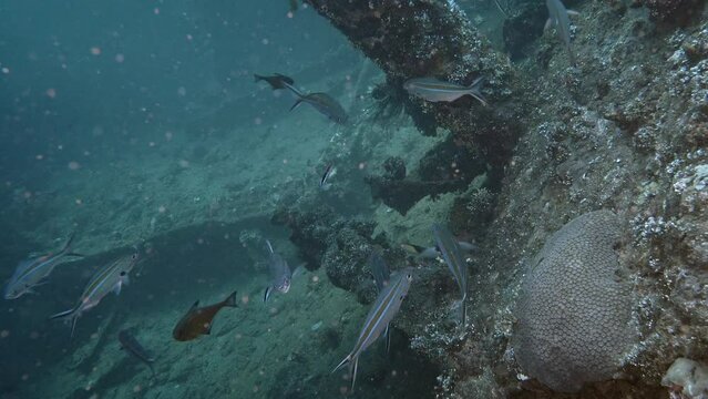 A shoal of fish has arrived at a cleaning station inside a sunken ship. Fish cleaners clean them.
Scissortail Fusilier (Caesio caerulaurea) 35 cm.
ID: tail lobes with dark streaks.