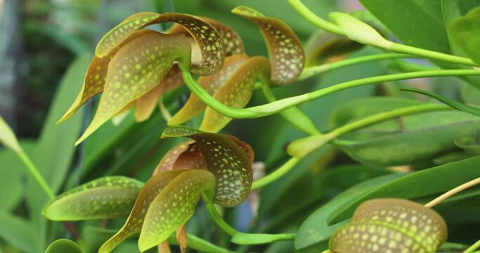 Bulbophyllum orchid flower bloom in spring decoration the beauty of nature, A rare wild orchid decorated in tropical garden 4K