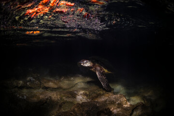 Green Turtle, The Great Barrier Reef Australia