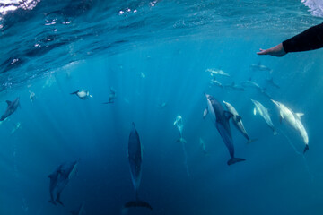 Underwater photo of wild dolphins, Australia