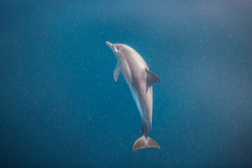 Underwater photo of wild dolphins, Australia