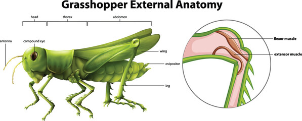 Naklejka na ściany i meble Illustration showing the external anatomy of a grasshopper
