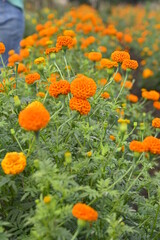 field of flowers. orange flowers marigold flowers. Flowers wallpaper