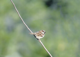 house sparrow perched alone on a branch Passer domesticus