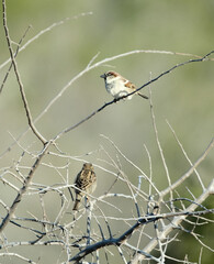 two house sparrows perched on thin branches Passer domesticus