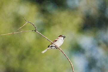 house sparrow perched alone on a branch Passer domesticus