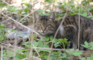 A striped cat is hiding in the grass. Moscow region. Russia