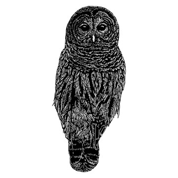 Barred Owl hand drawing. Vector illustration isolated on background.