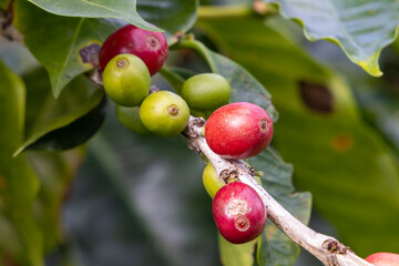 Die dunklen Kaffeefrüchte sind erntereif, die unreifen grünen werden später gepflückt