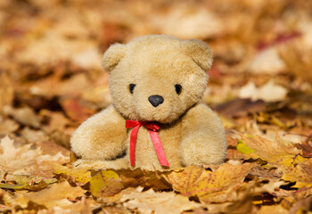 teddy bear sits in the autumn leaves in the garden