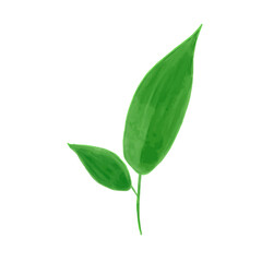 Hand drawn cute watercolor green long leaves, two leaves on one stem artwork
