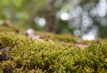 Natural background of green moss in the forest with light bokeh backgrounds. Copy space for text.