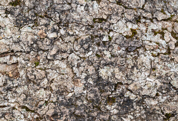 Natural background of rough tree bark with natural sunlight in the forest. Textured background.