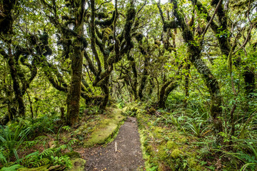 Fototapeta na wymiar Walking track through twisted wood trees on the Mount Taranaki volcano in New Zealand 
