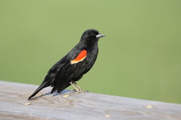 A red-winged blackbird resting on a handrail at Russell Peterson Wildlife Refuge Wilmington, Delaware, USA