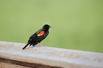A red-winged blackbird resting on a handrail at Russell Peterson Wildlife Refuge Wilmington, Delaware, USA