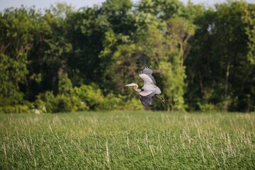 A flying grey heron at Russell Peterson Wildlife Refuge, Wilmington, Delaware