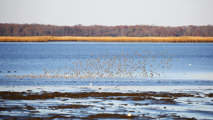 A flock of flying birds at Bombay Hook National Wildlife Refuge in fall, Delaware, USA 