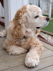 American cocker spaniel portrait