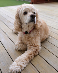 American cocker spaniel portrait