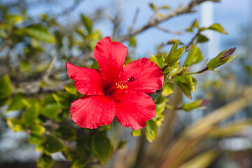 Red hibiscus in full bloom close-up in the garden