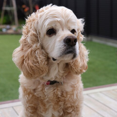 American cocker spaniel portrait
