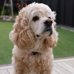 American cocker spaniel portrait