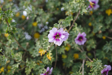 Malva, or Mallow, beautiful tropical perrenial plant in bloom. Light pink Malva flowers close-up