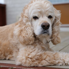 American cocker spaniel portrait