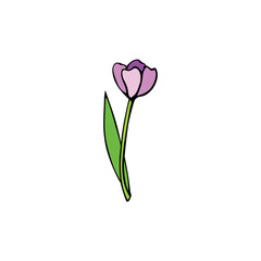 Vector pink tulip flower isolated on white background. Hand drawn simple color illustration, clip art in doodle flat style. Symbol of spring, love, flowering