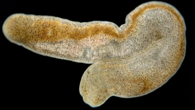 Nemertea worm under a microscope, class Hoplonemertea, order Monostilifera. Possibly family Tetrastemmatidae. Sample was found in White Sea.