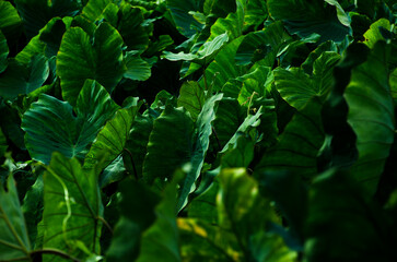Obraz premium Bunch of tropical leaf Colocasia esculenta or Elephant ear or Taro plant for green black background. Field of Green Elephant Ear Leaves.